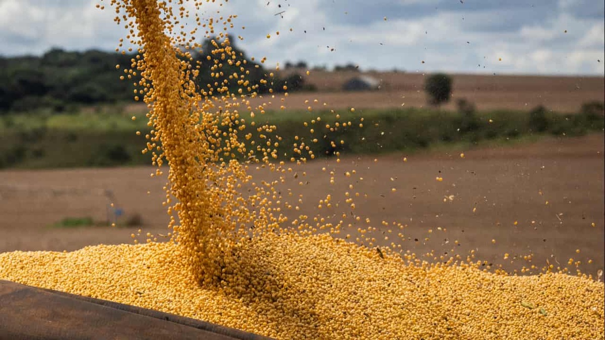 Seca prejudica produção de soja no Piauí.