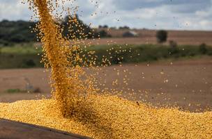 Seca prejudica produção de soja no Piauí. (Foto: Reprodução/ Agência Brasil)