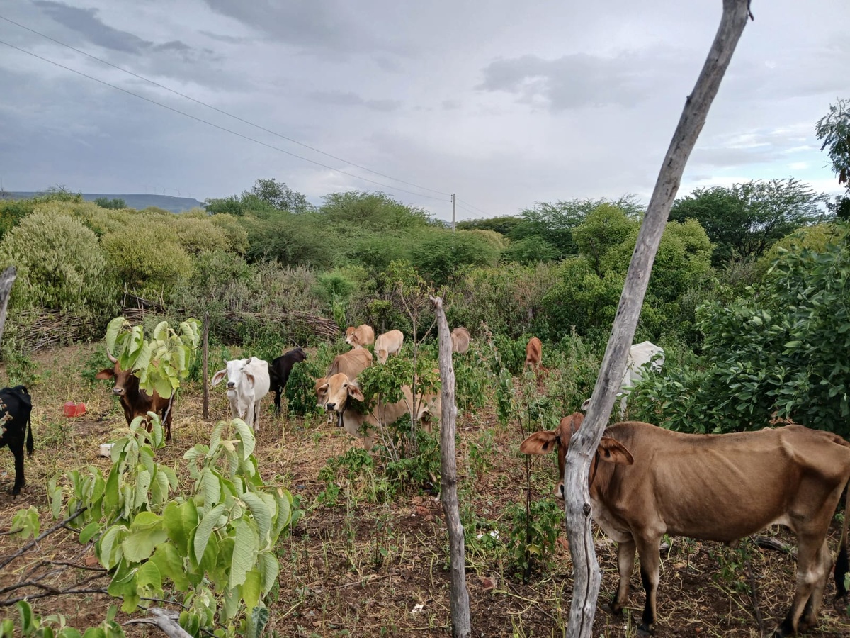 Seca verde atinge 127 municípios do Piauí.