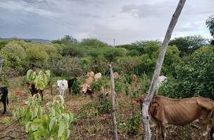 Seca verde atinge 127 municípios do Piauí. (Foto: Ascom/ Semarh)