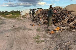 Semarh identificou gado em áreas De carvoarias em São José do Peixe. (Foto: Ascom/ Semarh)