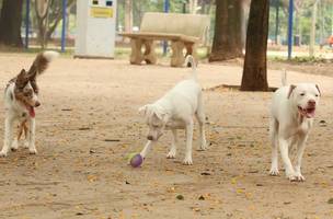 Animais domésticos. (Foto: Reprodução/ Agência Brasil)