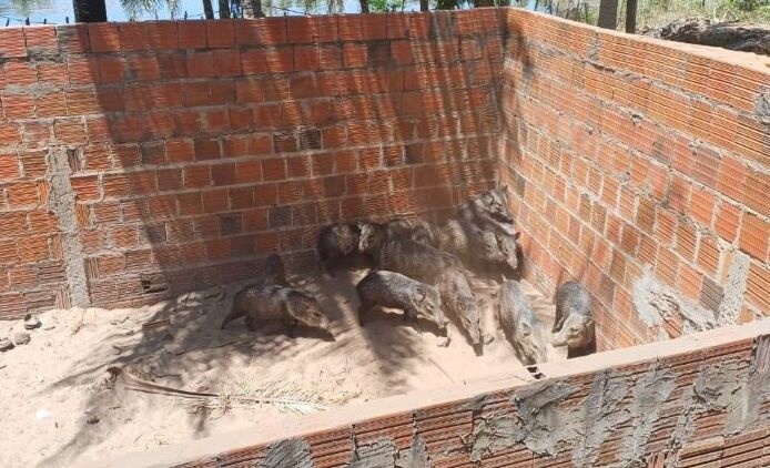 Animais silvestres são resgatados de criadouro ilegal no Piauí.