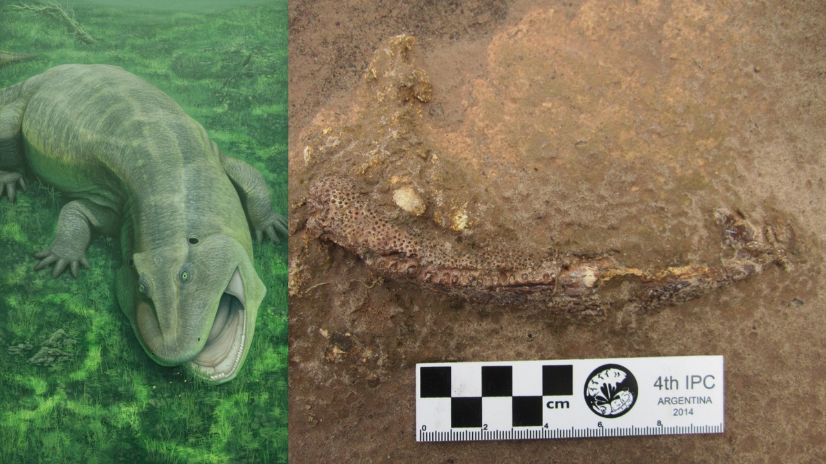 Fóssil encontrado no PI revela nova espécie de animal de 280 milhões de anos.