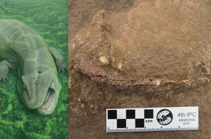 Fóssil encontrado no PI revela nova espécie de animal de 280 milhões de anos. (Foto: Reprodução / UFPI)